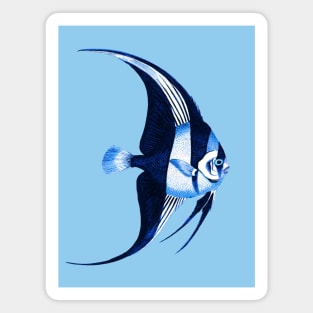 Angelfish Magnet